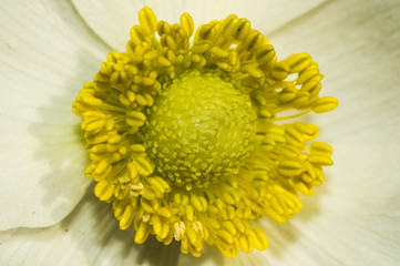 Anemone sylvestris in macro 