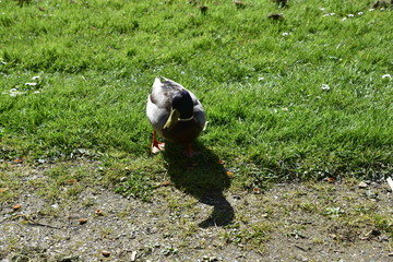 Enten mit Jungtieren Küken