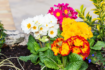 Bright coloured Primrose Primula Vulgaris cultivars