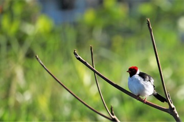 Red, white and black cardinal perched on a small branch