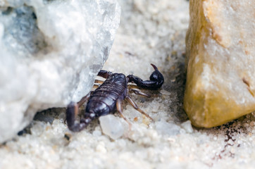 Scorpio hiding under a stone, close up