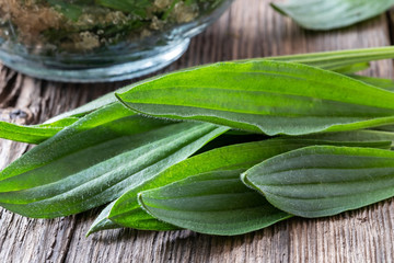 Obraz premium Fresh ribwort plantain leaves with syrup in the background