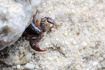Scorpio hiding under a stone, close up