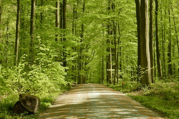 Route de forêt au milieu de la végétation luxuriante de printemps au bois des Capucins à...