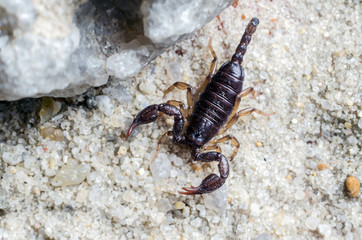 Scorpion creeps on the sand close up