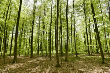 Forêt de hêtres à tronc fin au bois des Capucins à Tervuren