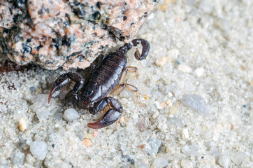 Scorpion creeps on the sand close up