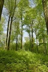 La végétation luxuriante au printemps au bois des Capucins à Tervuren