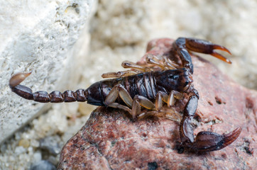 Scorpion sitting on a stone close up