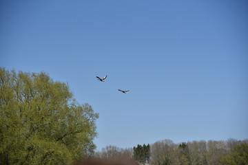 Enten