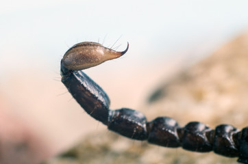 Macro image of the stinger of a scorpion