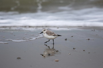 Dreizehenstrandläufer