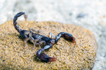 Scorpion sitting on a stone close up