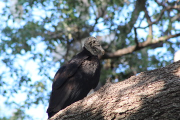 Vultur on branch