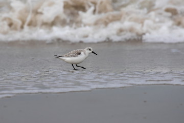 Dreizehenstrandläufer