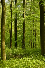 Fototapeta na wymiar La végétation luxuriante au printemps au bois des Capucins à Tervuren