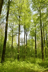 La végétation luxuriante au printemps au bois des Capucins à Tervuren