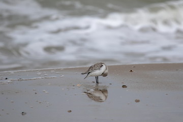 Dreizehenstrandläufer