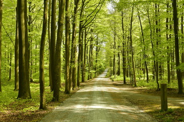 Obraz premium Route tranquille et ombragée sous le feuillage luxuriant des hêtres au bois des Capucins à Tervuren