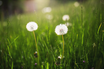 Dandelion in the meadow at spring