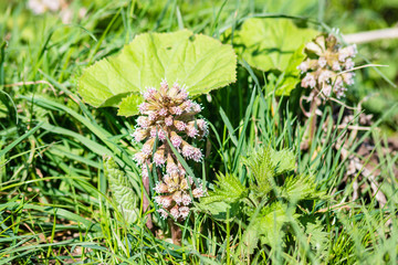 Pink flower and young leaf of common butterbur Petasites hybridus near a river