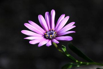 closeup of purple marguerite flower