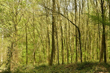 Obraz premium Zone d'arbres très serrés et impénétrable au bois des Capucins à Tervuren