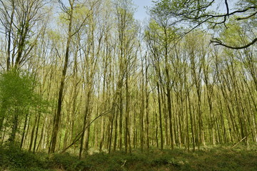 Zone d'arbres très serrés et impénétrable au bois des Capucins à Tervuren