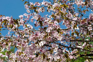 Blooming sakura in botanical garden