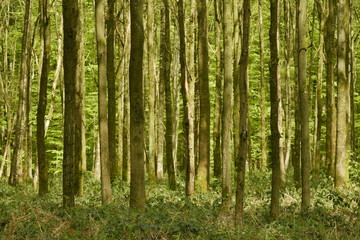 Fototapeta na wymiar Zone d'arbres très serrés et impénétrable au bois des Capucins à Tervuren