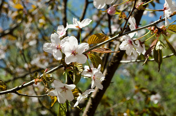 Blooming sakura in botanical garden