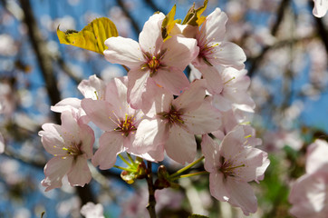 Blooming sakura in botanical garden