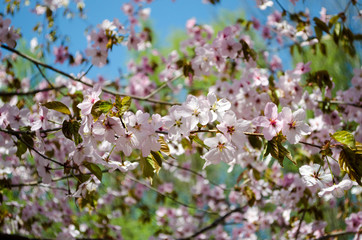 Blooming sakura in botanical garden