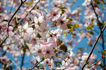 Fototapeta premium Blooming sakura in botanical garden