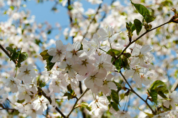 Blooming sakura in botanical garden