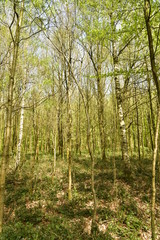Obraz premium Zone d'arbres très serrés et impénétrable au bois des Capucins à Tervuren