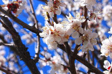 Beautiful floral spring abstract background of nature. Branches of blossoming apricot on light blue sky background.