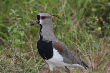 beautiful southern lapwing bird in Brazil