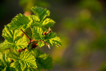 A branch of raspberries with young leaves. Macrophoto of spring green with blurry background. Young leaves in warm sunlight