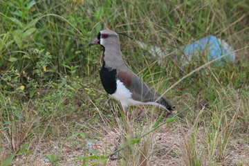 beautiful southern lapwing bird in Brazil