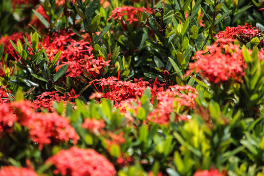 Cluster of red ixora flower with vegetation background and selective focus.
