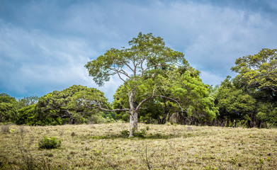 ARBOL