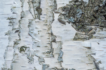 The macro shot of birch bark texture or background