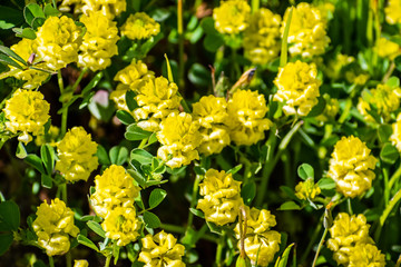 Trifolium campestre, commonly known as hop trefoil, field clover and low hop clover, is a species of clover native to Europe and western Asia; invasive in California