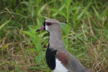beautiful southern lapwing bird in Brazil