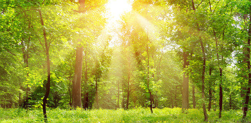 Bright sunny day in park. The sunrays illuminate green grass and trees.