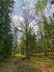 Spring forest with old Oak trees. Turku Finland, May 1. 2019.