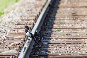 Eurasian magpie bird seats on the railway surface.