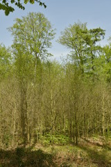Fototapeta na wymiar Feuillus émergeant d'une forêt d'arbustes serrés impénétrable au bois des Capucins à Tervuren