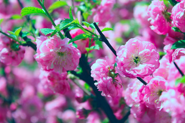 Blurred Pink Colors Of Nature. Small Pink Blooming Flowers. Flowers, Nature, Botanical Concept.